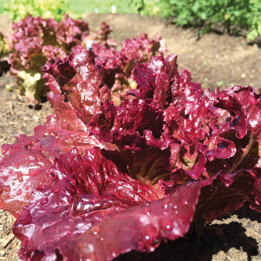 Fresh Ruby Red Leaf Lettuce from MIgardener, showing vibrant red and green leafy vegetable with ruffled edges.