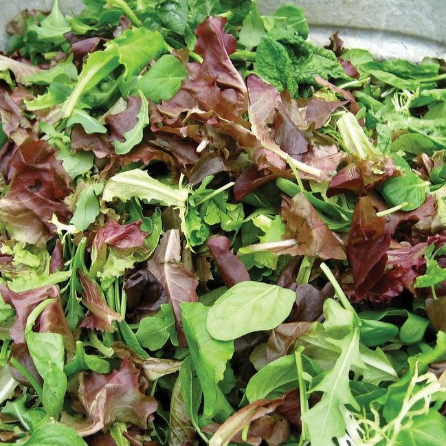 MiGardener Salad Bowl Mix with fresh lettuce varieties in a clear bowl, perfect for nutritious salads and garden harvests.