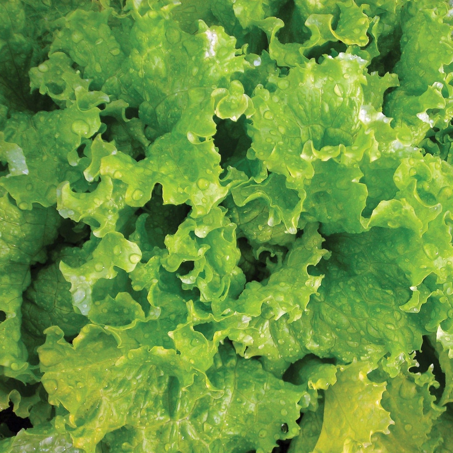 Fresh Slobolt lettuce from MIgardener, vibrant green leafy vegetable ideal for salads and sandwiches.