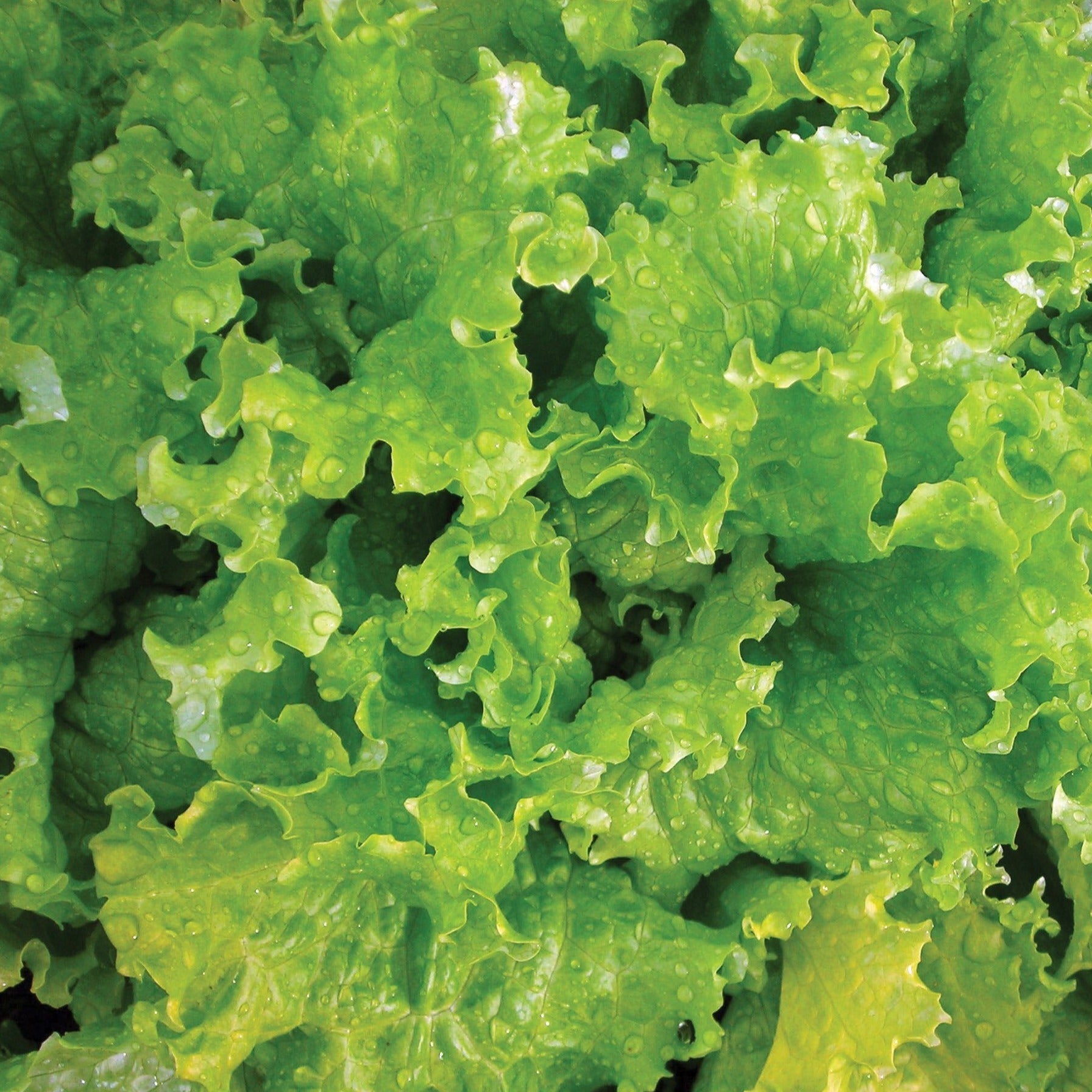 Fresh Slobolt lettuce from MIgardener, vibrant green leafy vegetable ideal for salads and sandwiches.