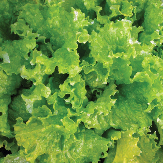 Fresh Slobolt lettuce from MIgardener, vibrant green leafy vegetable ideal for salads and sandwiches.