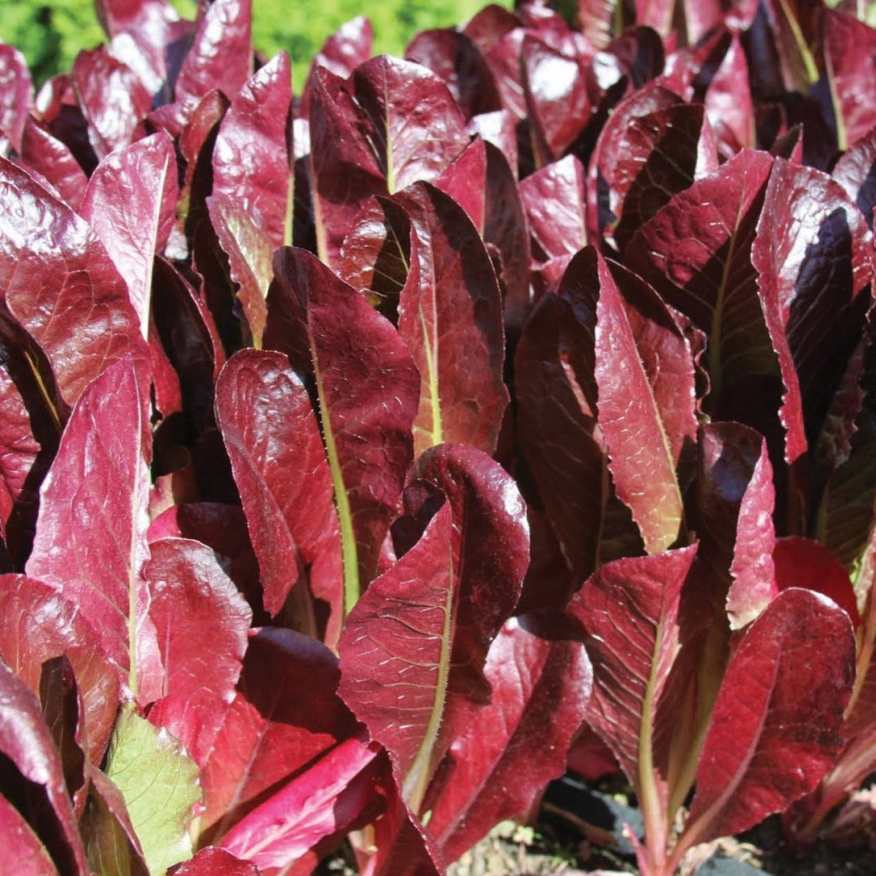 Fresh Super Red Romaine Lettuce from MIgardener showing vibrant red and green leafy heads, perfect for salads and healthy meals.