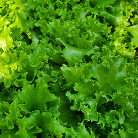 Fresh Tango Leaf Lettuce from MIgardener, showcasing vibrant green leaves and healthy growth on a garden bed.