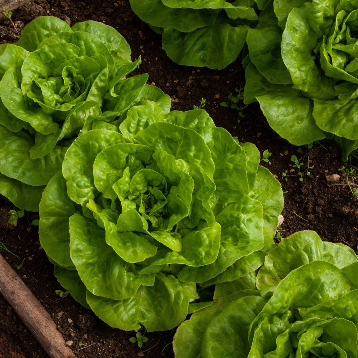 Tom Thumb Dwarf Bibb Lettuce from MIgardener, fresh green leafy lettuce shown in a close-up image.