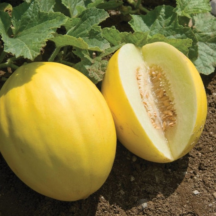 Canary yellow melon from MIgardener, fresh and ripe with smooth yellow skin and sweet interior, on a white background.