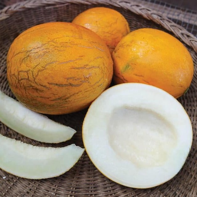 Kazakh melon from MIgardener, fresh and ripe, showcasing its green striped exterior and juicy interior.