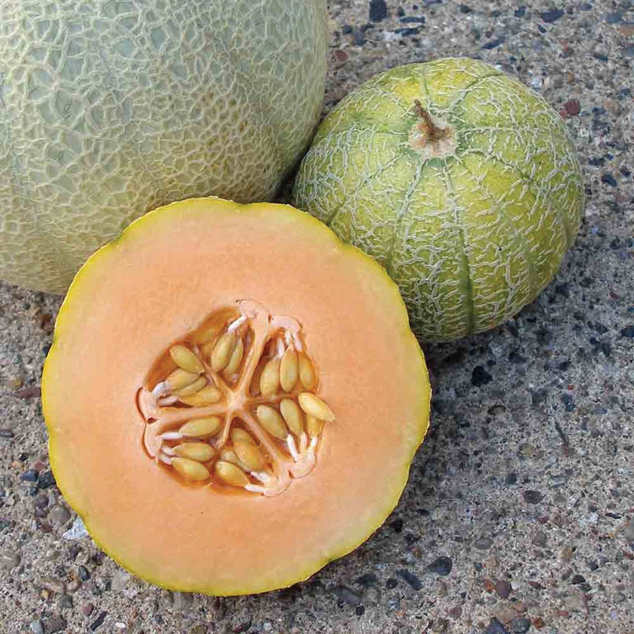 Minnesota Midget Cantaloupe melon from MIgardener, ripe and fresh with orange flesh and green netted rind.