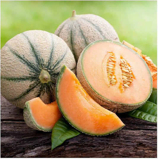 Jumbo Cantaloupe melon from MIgardener in a planter, showcasing its round shape and vibrant orange flesh.