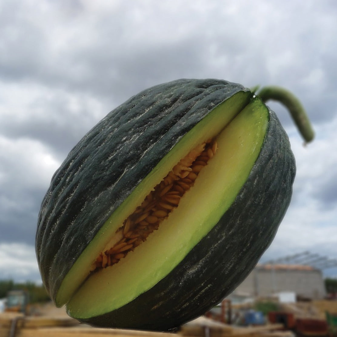 Fresh Tendral Verde Tardif melon from MIgardener, showcasing vibrant green rind and ripe interior on a farm setting.