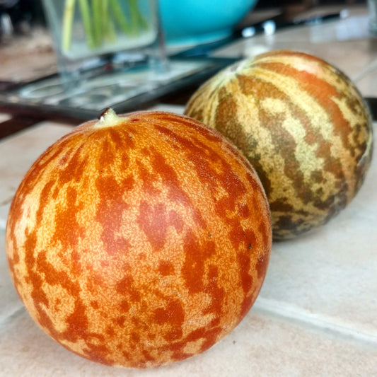 Tigger Melon by MIgardener, ripe orange and green striped melon with a round shape, shown on a white background.