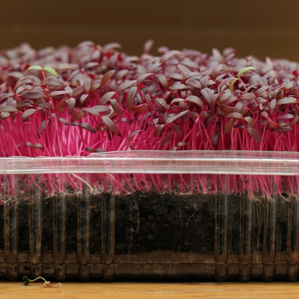 Fresh Amaranth Microgreens from MIgardener, 1-ounce bundle, vibrant green leaves ideal for salads and garnishes.