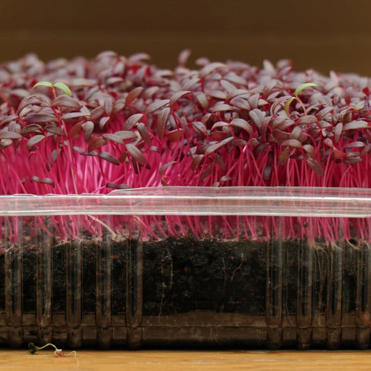 Fresh Amaranth Microgreens from MIgardener, 1-ounce bundle, vibrant green leaves ideal for salads and garnishes.