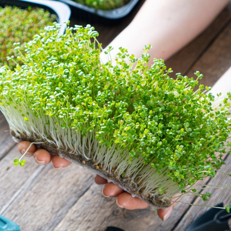 Fresh mustard microgreens from MIgardener, 1 ounce package, showing vibrant green microgreens with delicate leaves and stems.