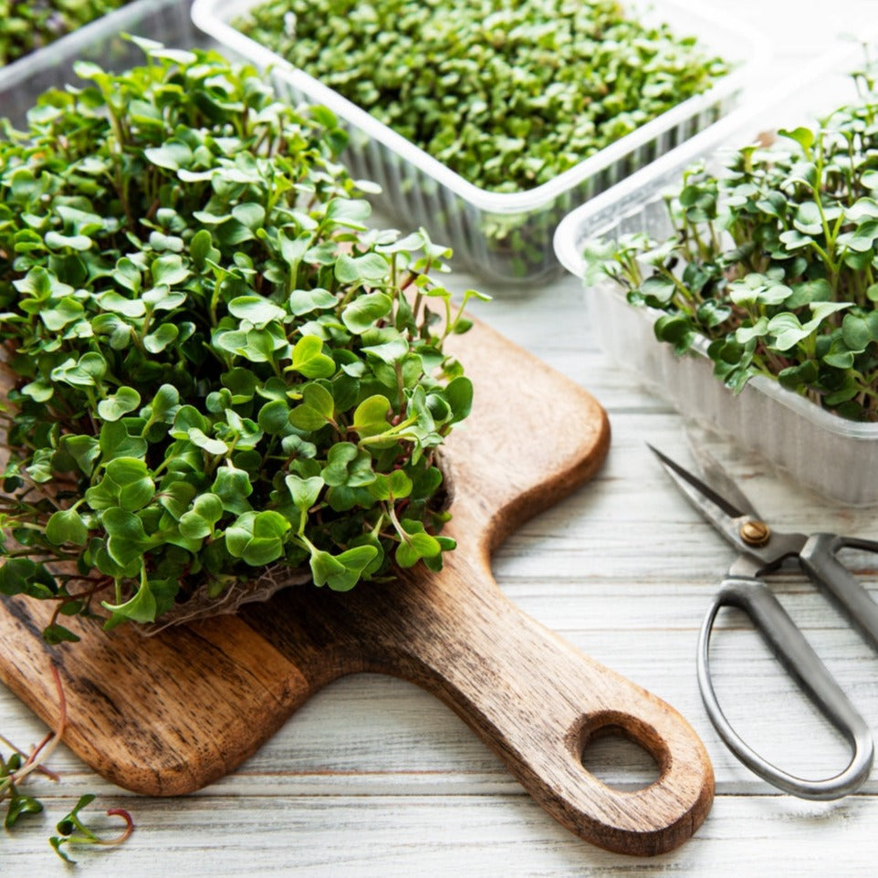 Radish microgreen in a 1-ounce package from MIgardener, fresh and vibrant microgreens ready for culinary use.