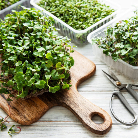 Radish microgreen in a 1-ounce package from MIgardener, fresh and vibrant microgreens ready for culinary use.