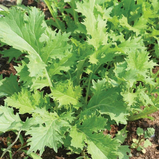 Mizuna mustard plant by MIgardener, fresh green leaves and stems, healthy and vibrant, ready for harvest.