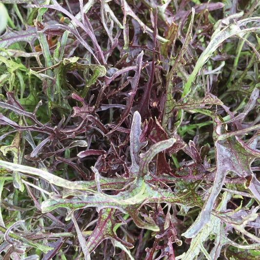 Mizuna Red Streaks Mustard jar from MIgardener with vibrant red and green mustard seeds visible on the label