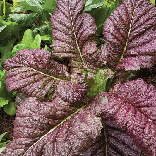Red Giant Mustard seed packet from MIgardener, showcasing vibrant red mustard seeds in a clear container.