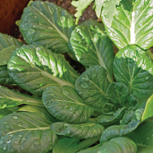 Fresh Tatsoi mustard greens from MIgardener, showing vibrant green leaves and tender stems in a garden setting.