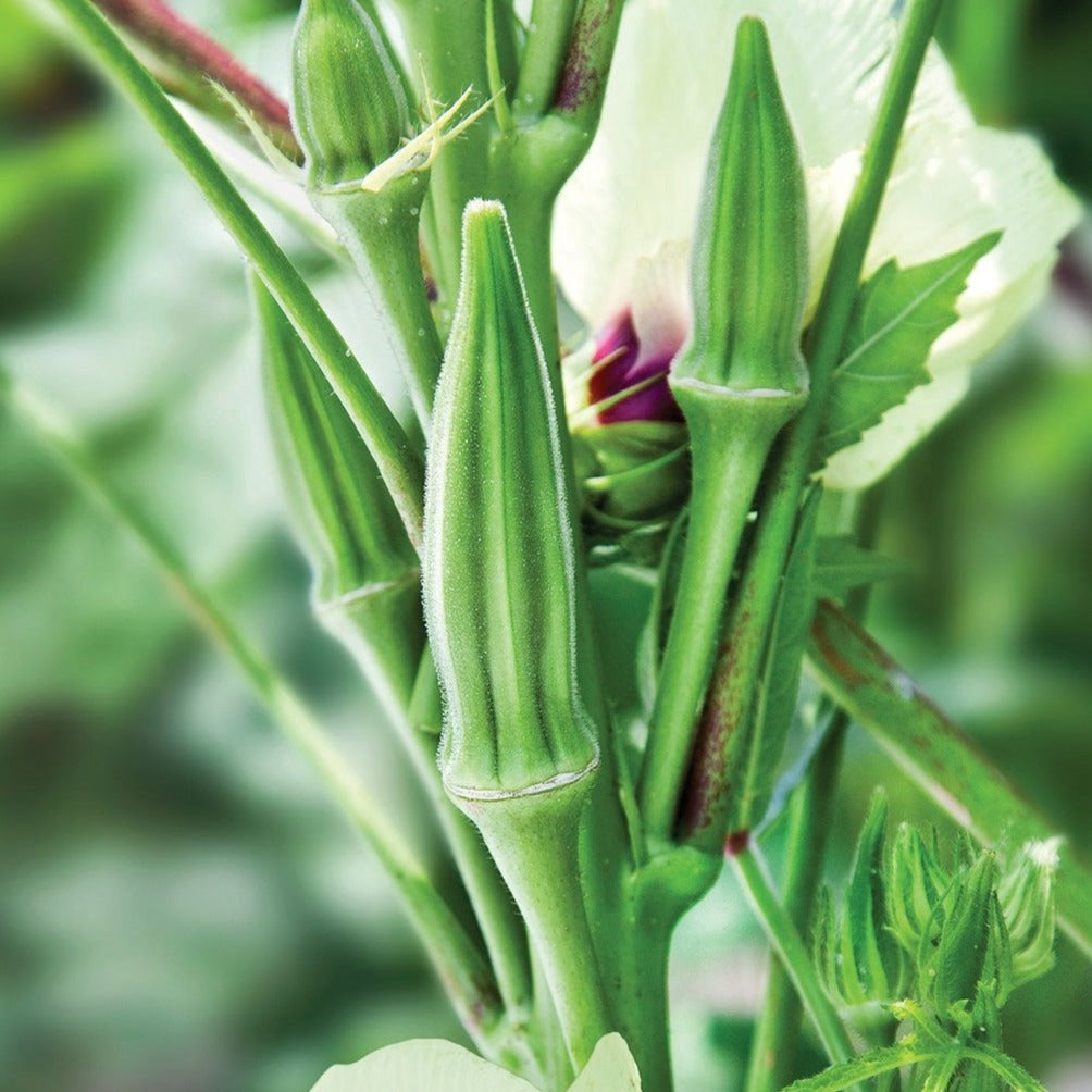 Clemson Spineless Okra plant from MIgardener with green, slim, spineless pods growing on lush foliage.