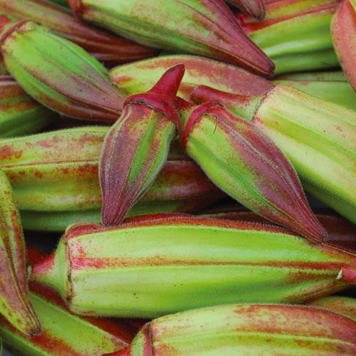 Red Hill Country Okra plant from MIgardener with green pods and vibrant red stems in a garden setting.