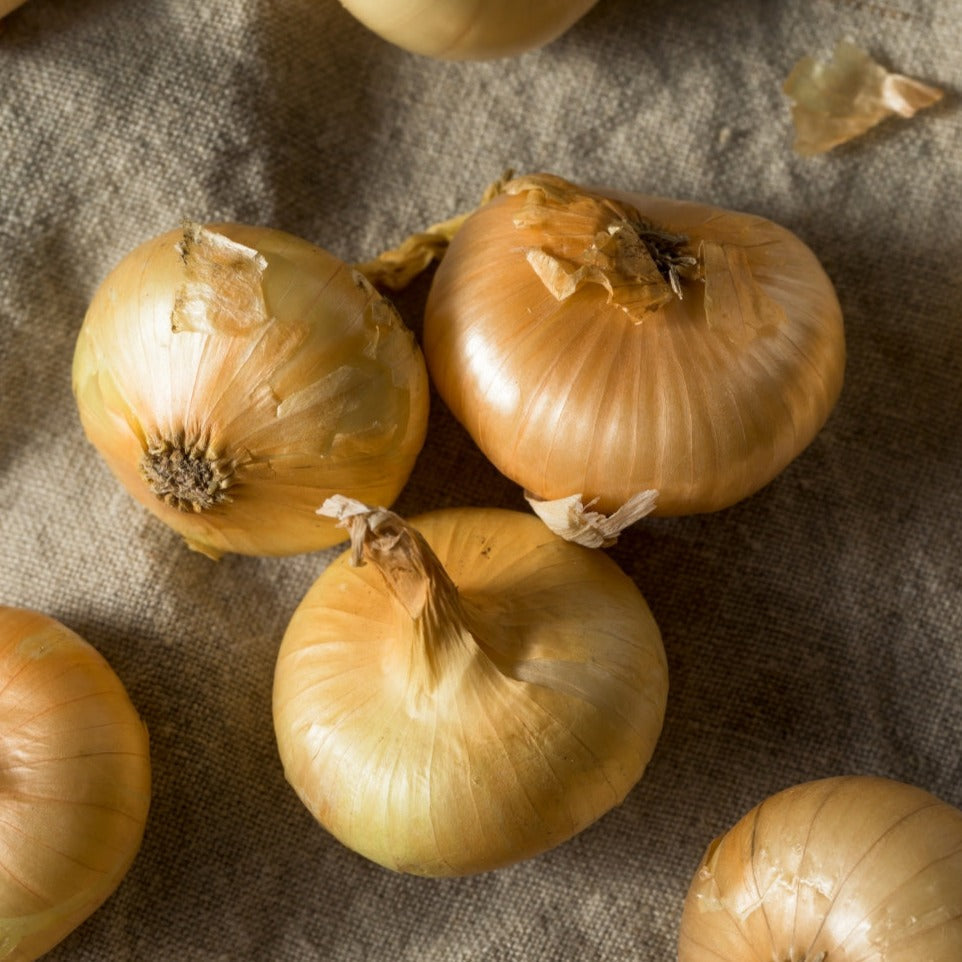 Fresh Cipollini onion from MIgardener, showcasing its round shape and smooth, light brown skin.
