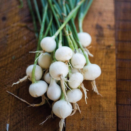 Fresh Crystal White Wax Pickling Onion from MIgardener, showcasing its round shape and smooth white skin.