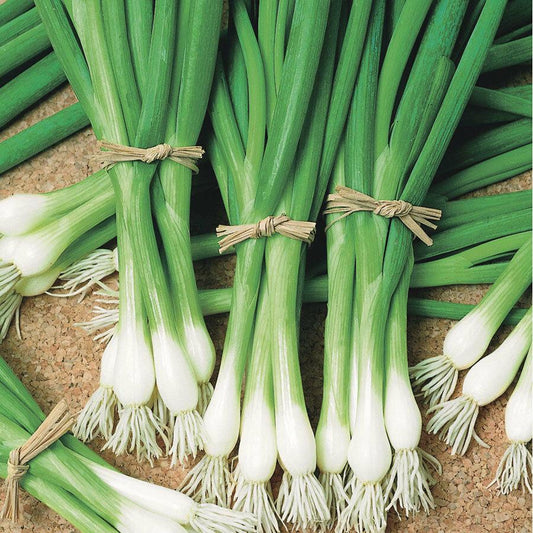 Heshiko bunching onions from MIgardener, fresh green onions with long slender stalks and white bulbs, ideal for cooking.