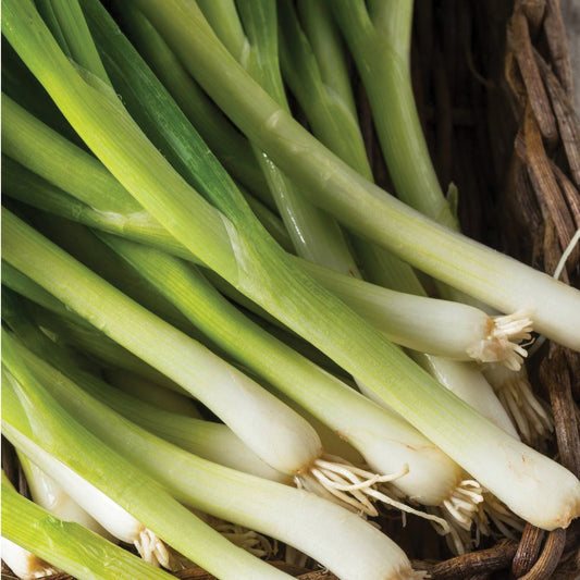 Fresh Nebuka Evergreen Bunching Onion from MIgardener, showing green stalks and white bulbs, ideal for salads and cooking.