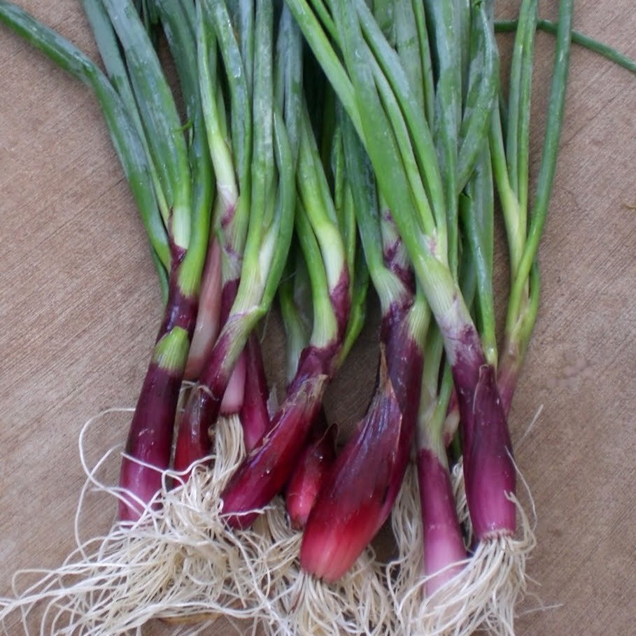 Red Beard Bunching Onion from MIgardener, fresh red onion bunch with green tops, ideal for culinary use.