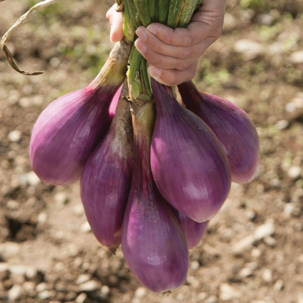 Red Long of Tropea onion from MIgardener, showing a vibrant, elongated red onion with smooth skin and fresh appearance.