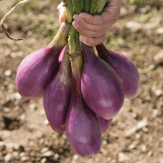 Red Long of Tropea onion from MIgardener, showing a vibrant, elongated red onion with smooth skin and fresh appearance.