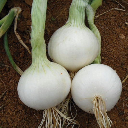 Southport White Globe Onion from MIgardener, showing a white globe-shaped onion with smooth skin and green tops.