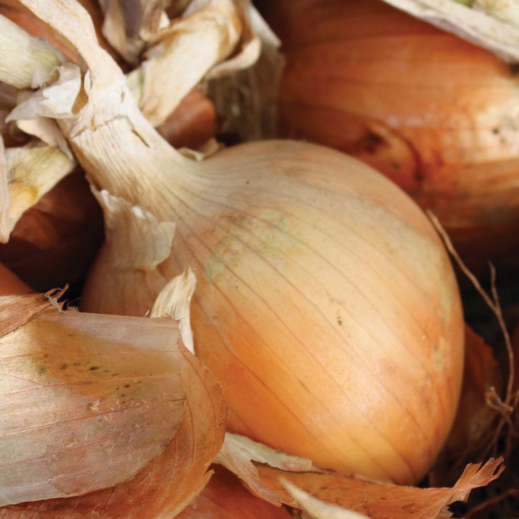 Fresh Texas Early Grano 502 onion from MIgardener, showing the bulb with its papery skin and green tops.