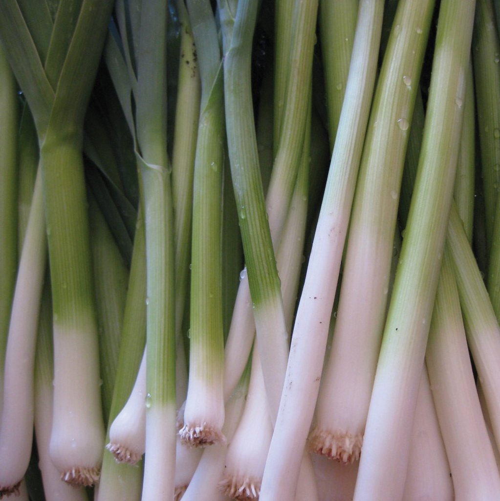 Tokyo Long White Bunching Onion from MIgardener, fresh white onion bunch with long green stems, ideal for cooking and garnishing.