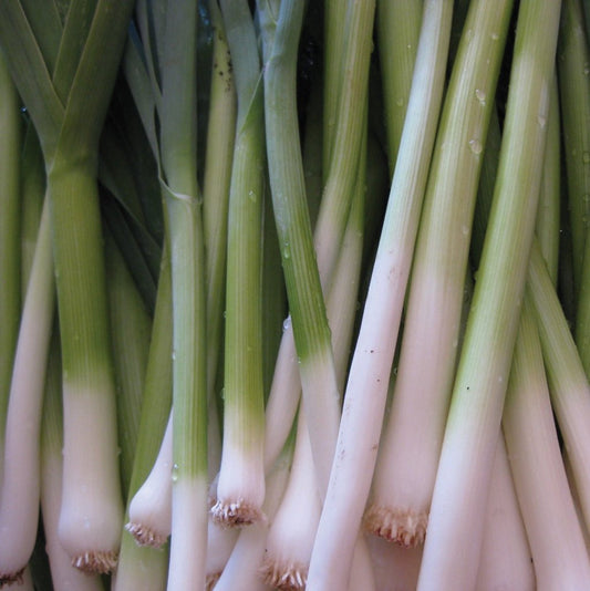 Tokyo Long White Bunching Onion from MIgardener, fresh white onion bunch with long green stems, ideal for cooking and garnishing.