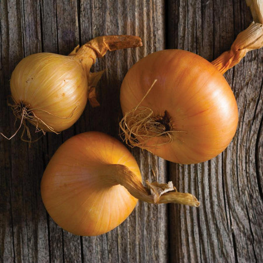 Fresh Utah Yellow Sweet Spanish Onion from MIgardener, showing its round shape and golden-yellow skin on a white background.