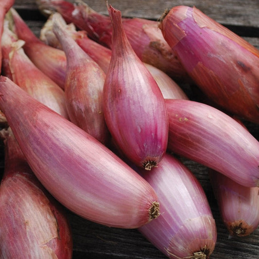 Fresh Zebrune Shallot onion from MIgardener, with papery skin and purple streaks, ready for cooking or garnishing.