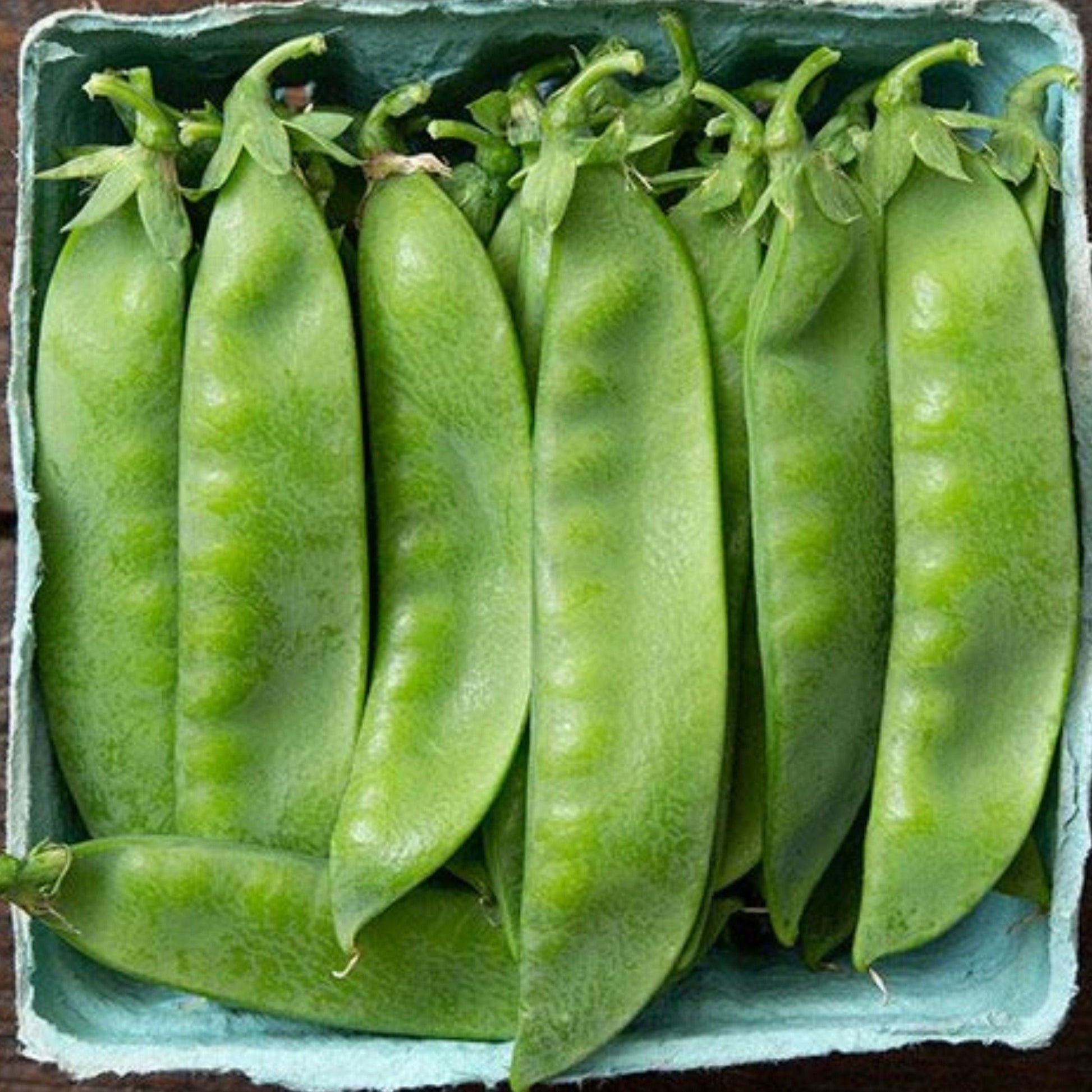 Green Avalanche Pea from MIgardener, fresh and vibrant with smooth pods, suitable for garden planting and home harvesting.