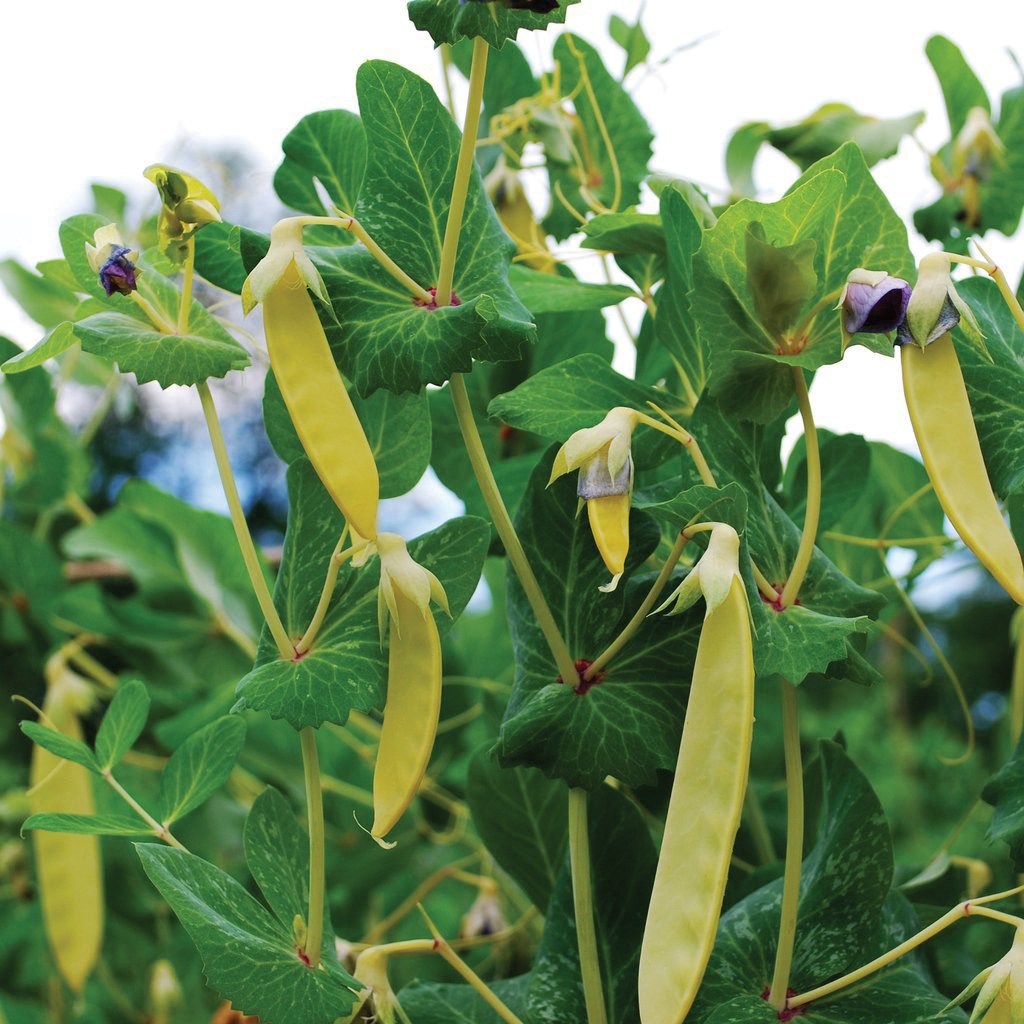 Golden Sweet Pea from MIgardener, showing vibrant yellow flowers and lush green foliage on a pea plant.