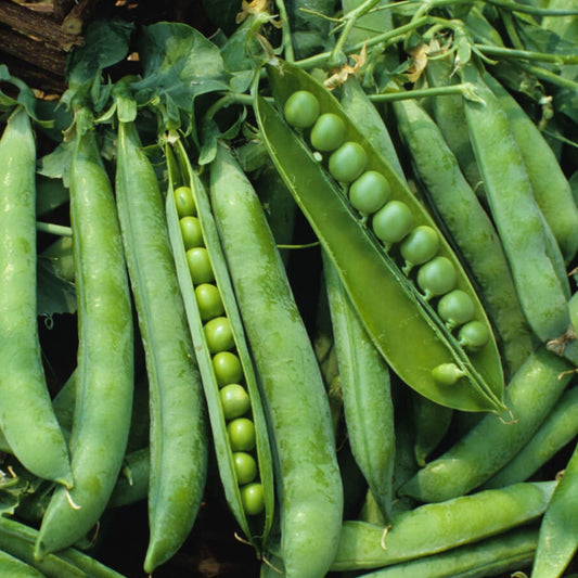 Green Arrow Pea from MIgardener, fresh green pea pod with visible peas inside and vibrant green color.