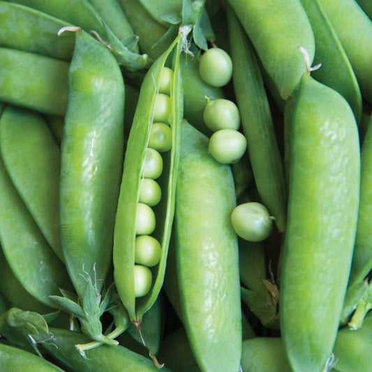 Lincoln Pea by MIgardener, fresh green pea pod with plump peas inside, ready for harvest or cooking.