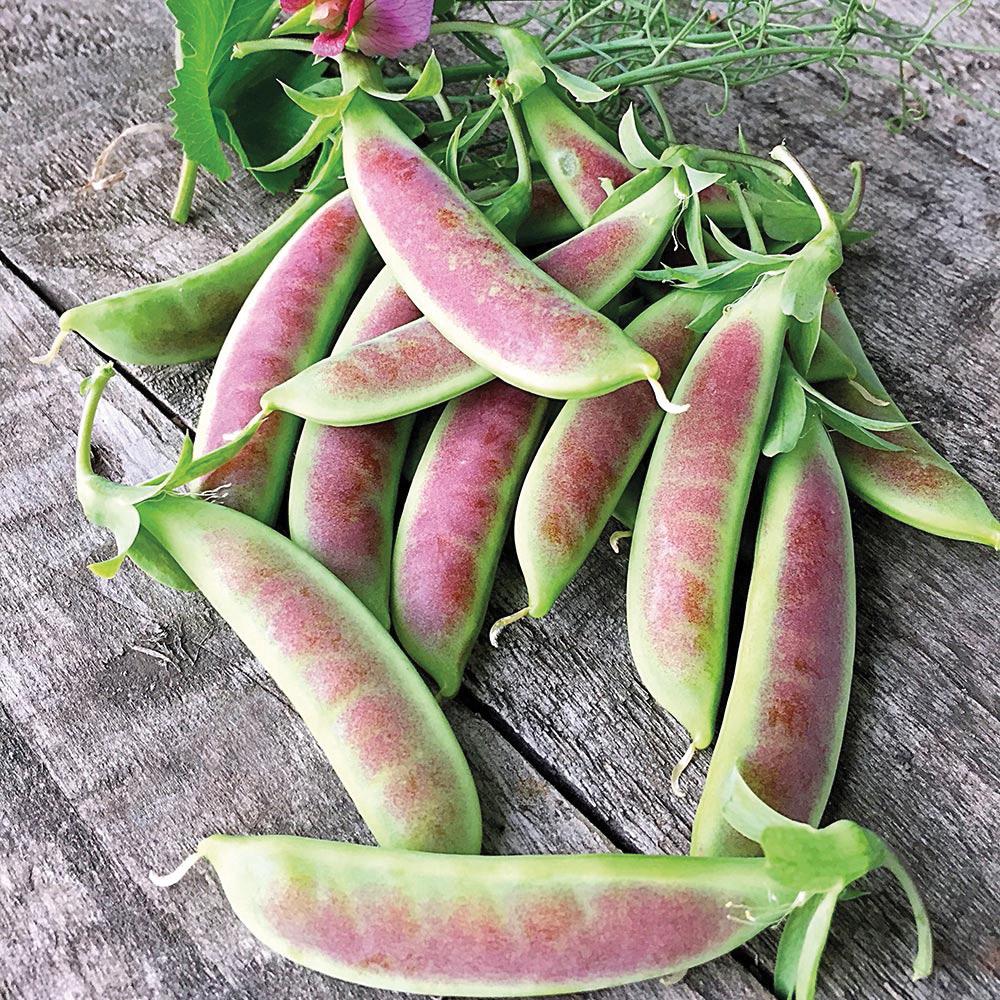 Spring Blush Pea from MIgardener, fresh green pea plant with lush foliage and delicate blossoms, ideal for spring planting.