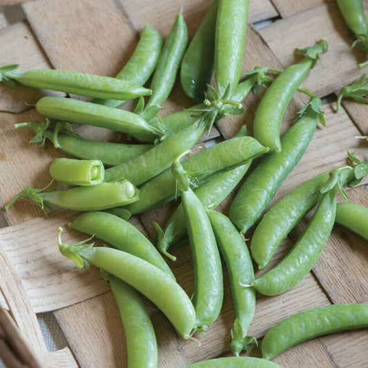 Sugar Anne pea plant by MIgardener with lush green pods and foliage, showcasing healthy pea growth.