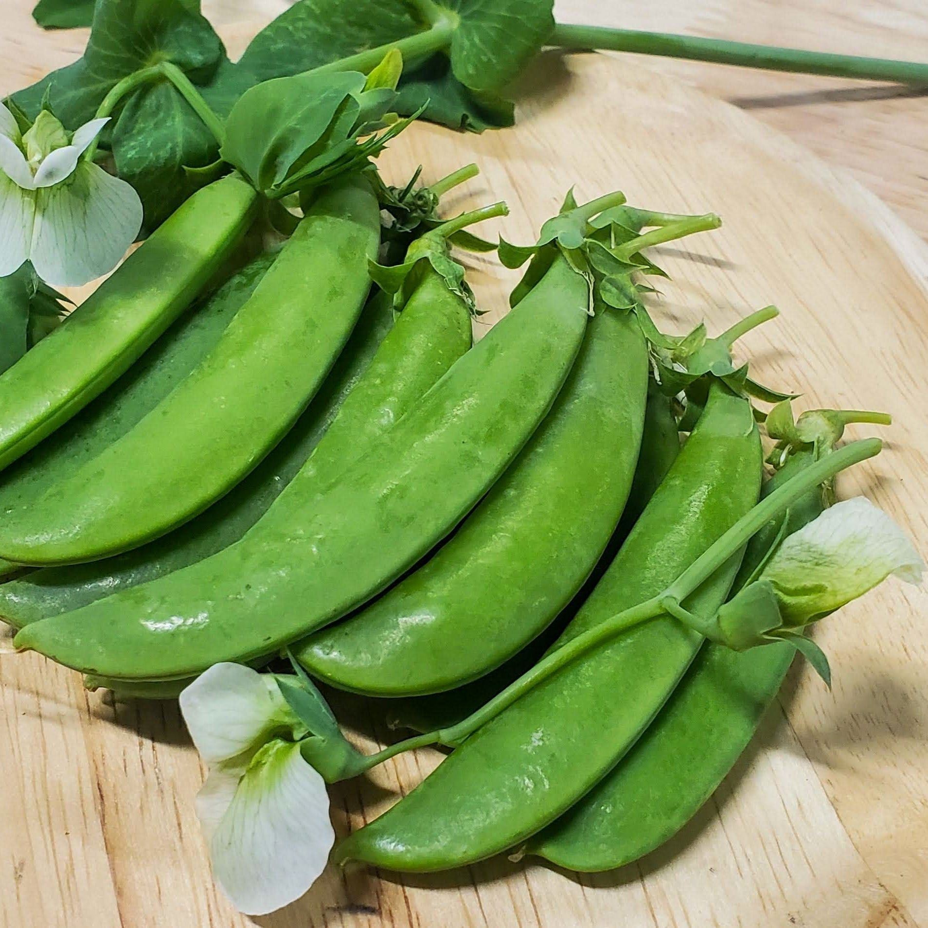 Fresh sugar snap peas from MIgardener, showcasing vibrant green pods filled with plump peas on a white background.