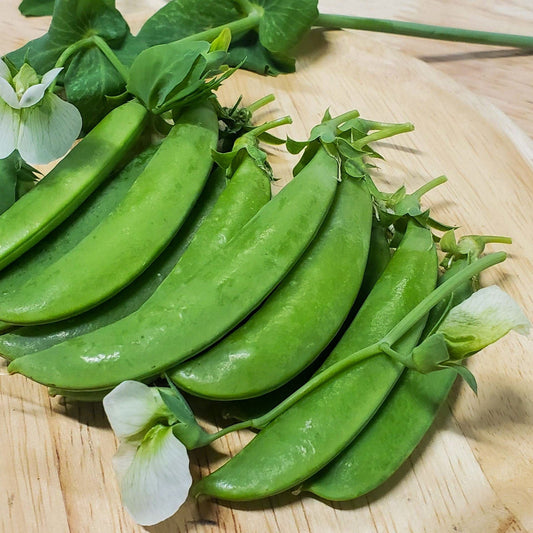 Fresh sugar snap peas from MIgardener, showcasing vibrant green pods filled with plump peas on a white background.