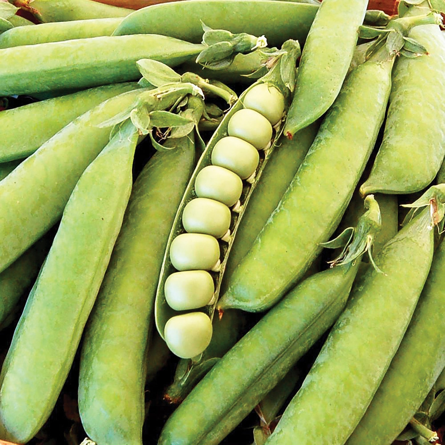 Thomas Laxton pea plant from MIgardener, showing healthy green pea pods and lush foliage in a garden setting.