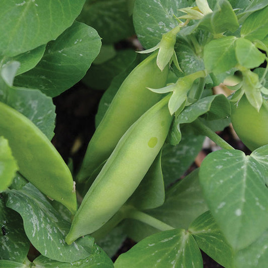 Tom Thumb Dwarf Pea plant from MIgardener showcasing green pea pods and lush foliage.