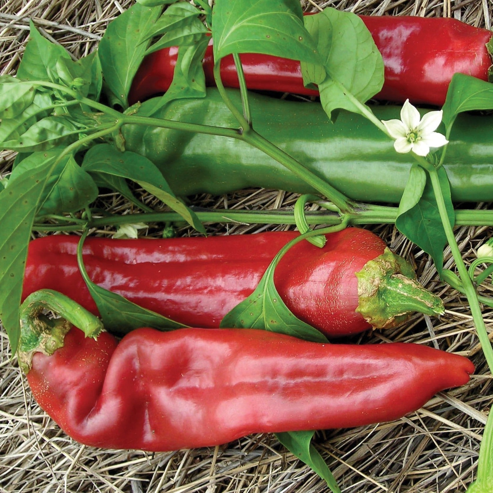 Big Jim pepper from MIgardener, fresh green pepper with smooth skin and elongated shape, ready for harvest.