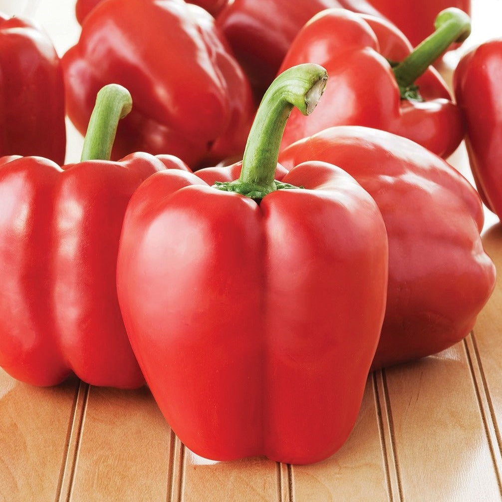 Bright red MIgardener Big Red Bell Pepper showcasing its glossy, plump exterior on the plant.